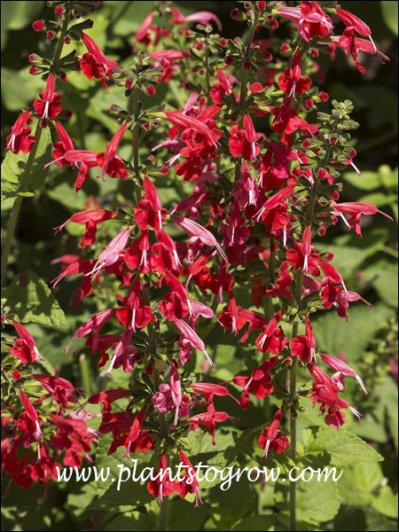 Salvia Summer Jewel Red